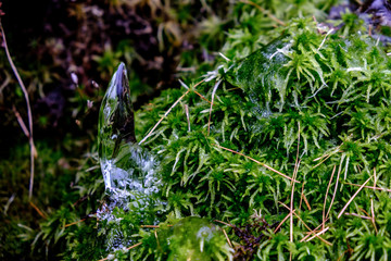 Obraz premium Ghiaccio e muschio