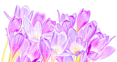 Fototapeta na wymiar group of large lilac crocus flowers on white