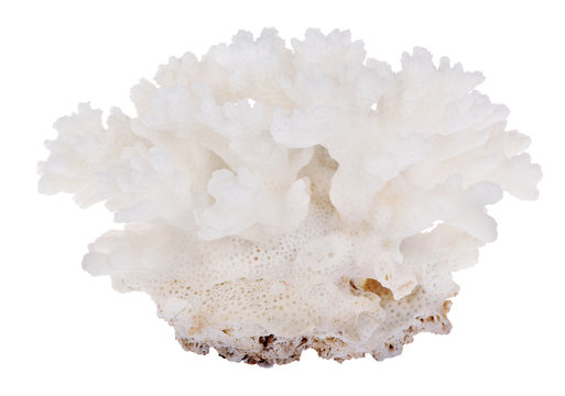 small dense white isolated coral