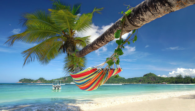 Palmen im Urlaub