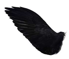 black wing of bird on white
