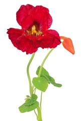 dark red nasturtium flower with bud