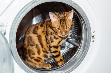 A Bengal cat sits inside the washing machine