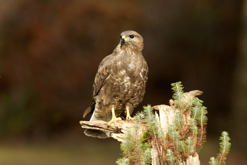Common buzzard. Buteo buteo
