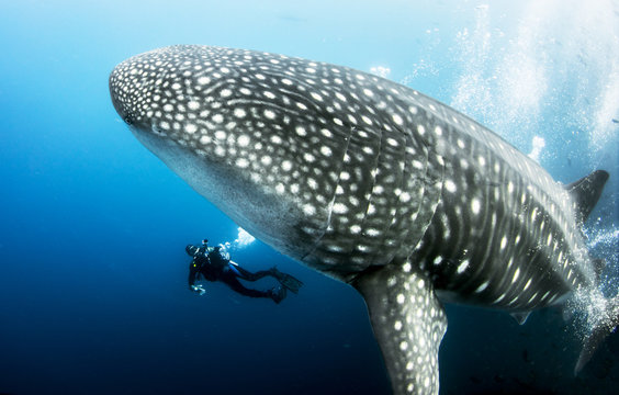 Giant Pregnant Female Whale Shark with scuba diver underwater from the Galapagos Islands (Darwin Island) in Ecuador