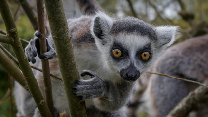 Lemur