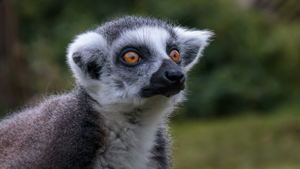 Obraz premium Lemur