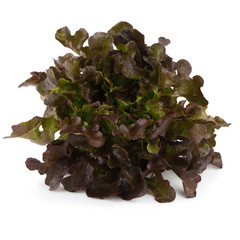 Red oak leaf lettuce isolated on a white background