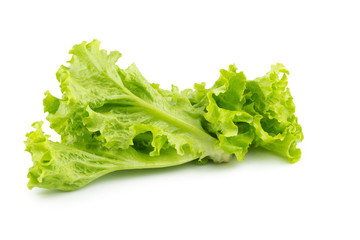 Leaf lettuce isolated on a white background