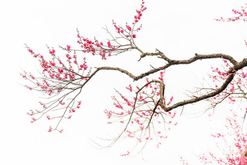 Plum blossoms in early spring