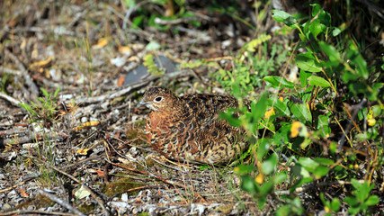 Moorschneehuhn