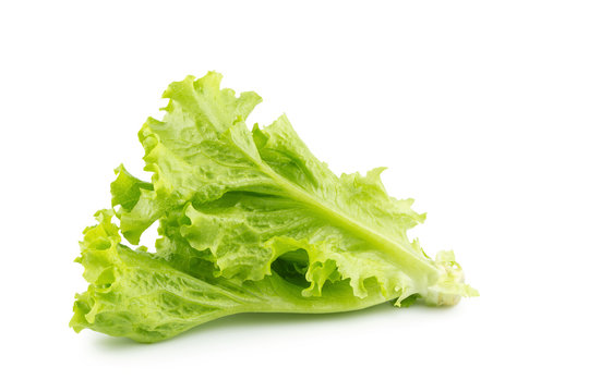 Leaf lettuce isolated on a white background