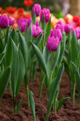 Spring scenes of pink tulips blooming flowers in the garden with colorful tulip soft nature background and wallpaper