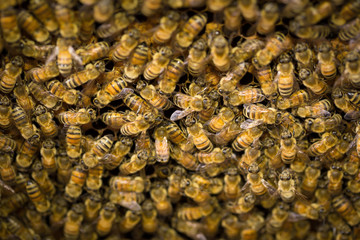 bee and honeycomb in White bee boxes Selective focus.