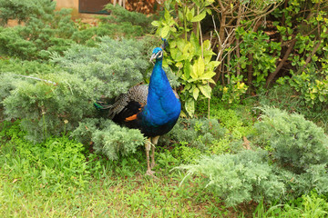 Obraz premium Beautiful bright peacock