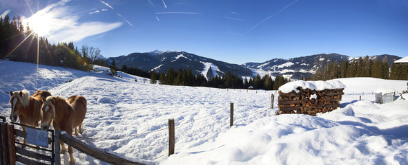 Winterpanorama mit 2 Haflinger und Holzstapel in Flachau