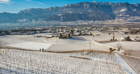 Naklejka premium winter vineyards landscape, covered with snow. Trentino Alto Adige, Italy. Main economic factors are viticulture along the South Tyrolean Wine Route from Terlan to Salorno, fruit growing and tourism.