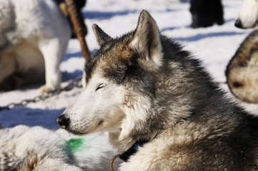 Siberian Husky in the snow