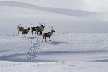 Fototapeta na wymiar A small herd of Reindeer standing on a snow-covered hill in a winter's day