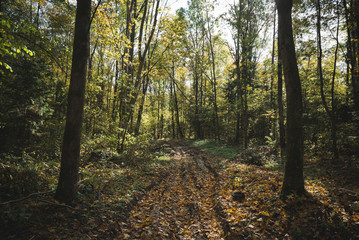 Obraz premium Autumn forest road