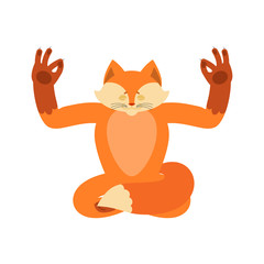 Fox yoga. Wild beast yogi isolated. she-fox Relaxation and meditation. Vector illustration