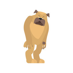 Dog sad. Pet sorrowful emotions. bulldog dull. Vector illustration