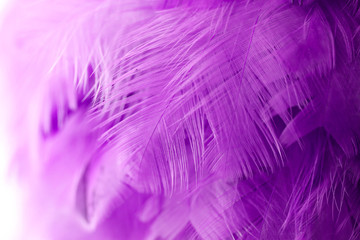 Obraz premium Bird,chickens feather texture for background,Abstract,postcard,blur style,soft color of art design.fashion 2018 trend.