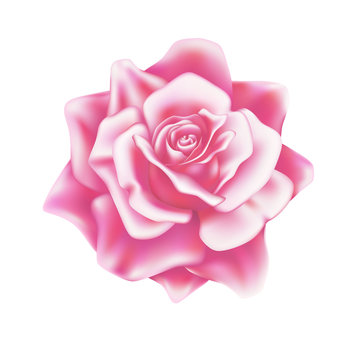 Vector realistic rose blooming blossom mesh