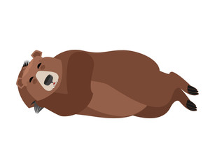 Bear sleeping isolated. Grizzly asleep emotions. Wild beast dormant. Vector illustration