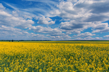Yellow oil rape seeds in bloom. Field of rapeseed - plant for green energy.