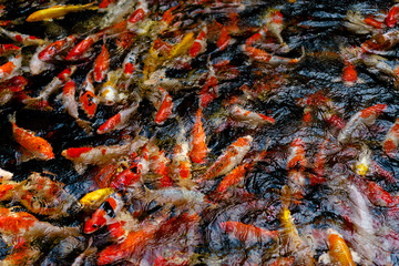 Obraz na płótnie Canvas Colorful fancy Koi fish in the pond