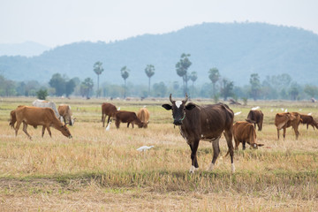 Naklejka na ściany i meble Herd of cattle in the pasture