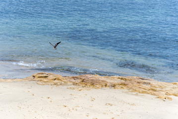 Fototapeta na wymiar Ocean landscape, sandy beach, blue sea and seagull flying. Tranquil blue ocean, empty beach and bird in Manly, Australia.