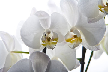 Fototapeta na wymiar orquídea blanca aislada