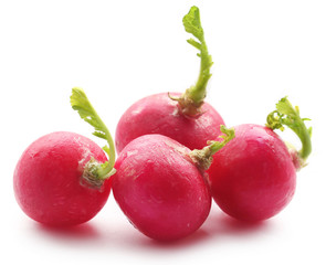 Fresh small radish