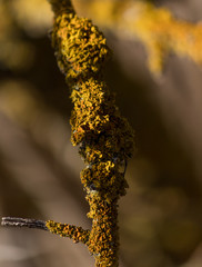 Naklejka premium Old tree branch