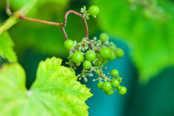 Unripe green grape