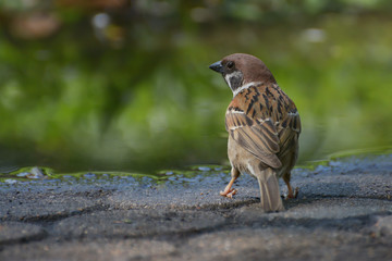 Eurasian Tree Sparrow (Passer montanus) sitting at the stone shore of a water