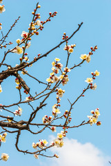 Plum blossoms in early spring