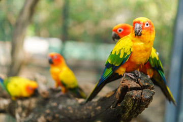 Fototapeta na wymiar Beautiful colorful sun conure parrot birds on the tree branch