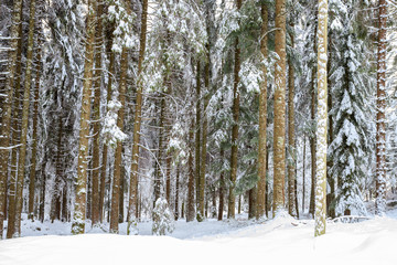 Fototapeta premium bosco di abeti rossi nel parco naturale di Paneveggio in inverno