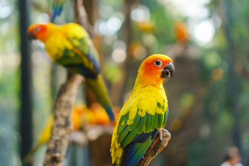 Beautiful colorful sun conure parrot birds on the tree branch