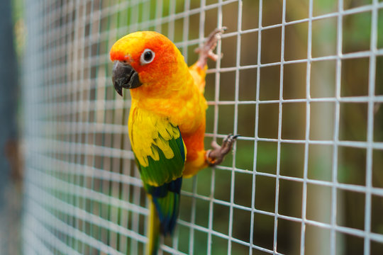 Fototapeta Beautiful colorful sun conure parrot birds on wire mesh
