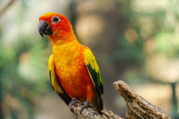 Beautiful colorful sun conure parrot birds on the tree branch