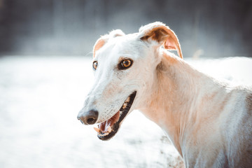 Galgo Español frei laufend im Wald