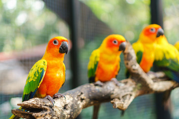 Beautiful colorful sun conure parrot birds on the tree branch