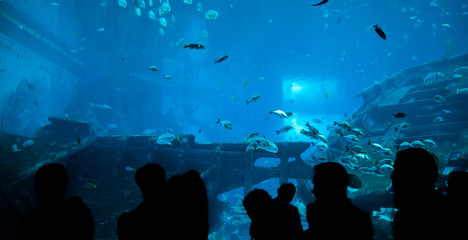 people observing fish in aquarium  , Ocean fish in tank