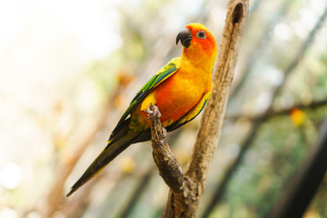 Beautiful colorful sun conure parrot birds on the tree branch