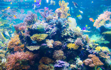Naklejka na ściany i meble coral in deep blue sea
