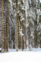 bosco di abeti rossi nel parco naturale di Paneveggio in inverno